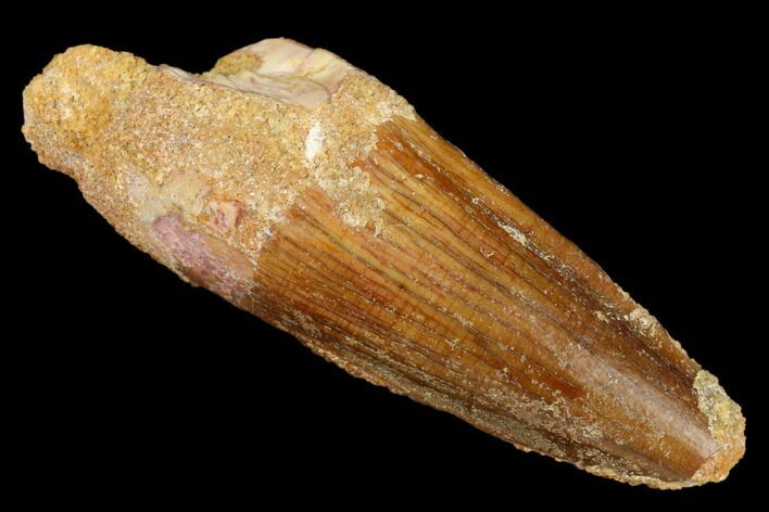 Spinosaurus Tooth - Real Dinosaur Tooth #185767
